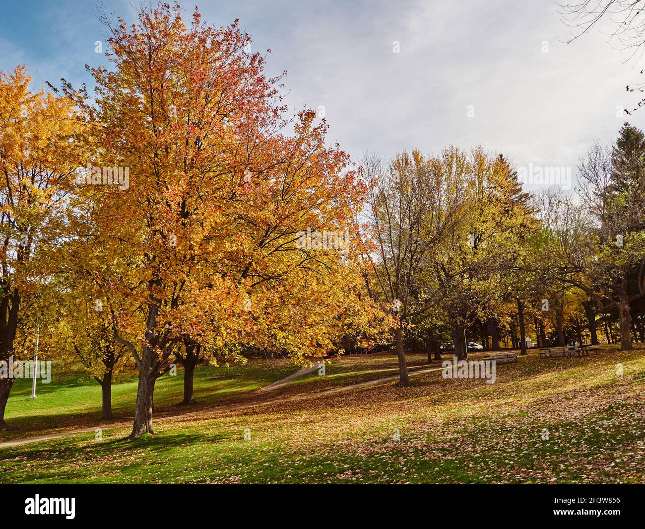 Les arbres d'automne se transforment en jaune et en rouge avec des feuilles tombées dans le parc du Mont-Royal (Mont-Royal) à Montréal, au Canada. Banque D'Images