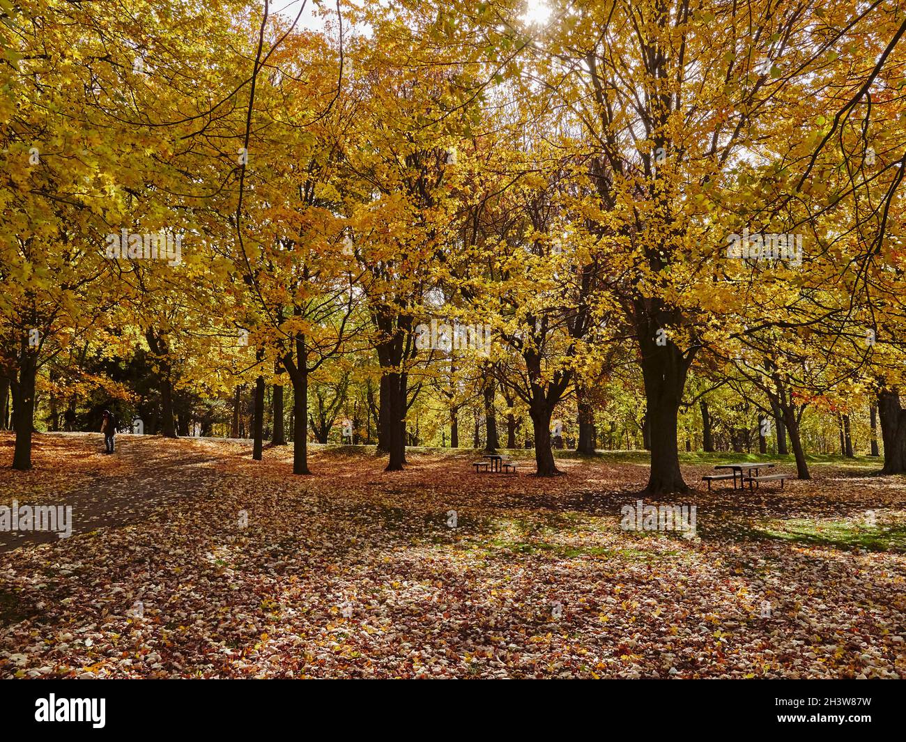 Les arbres d'automne se transforment en jaune et en rouge avec des feuilles tombées dans le parc du Mont-Royal (Mont-Royal) à Montréal, au Canada. Banque D'Images