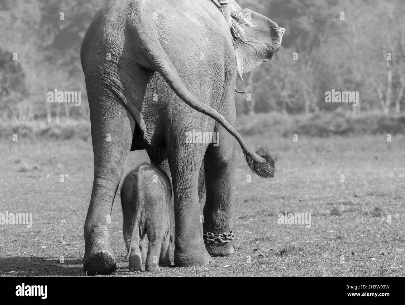 Une femelle éléphant avec son bébé allant pour une promenade au Centre de reproduction des éléphants à Sauraha, Népal Banque D'Images