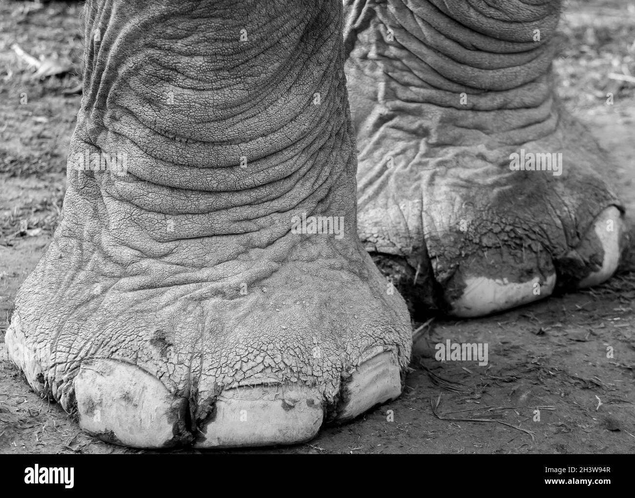 Les pattes d’éléphant Banque D'Images