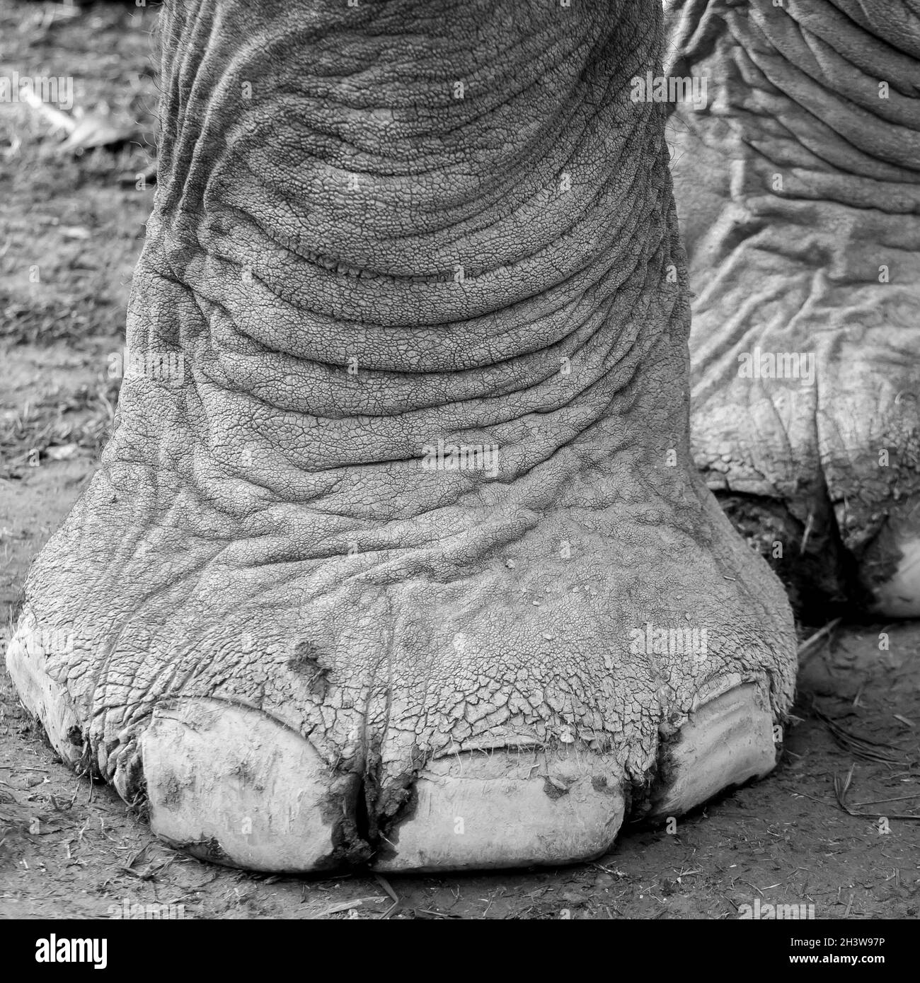 Pied d'éléphant Banque D'Images