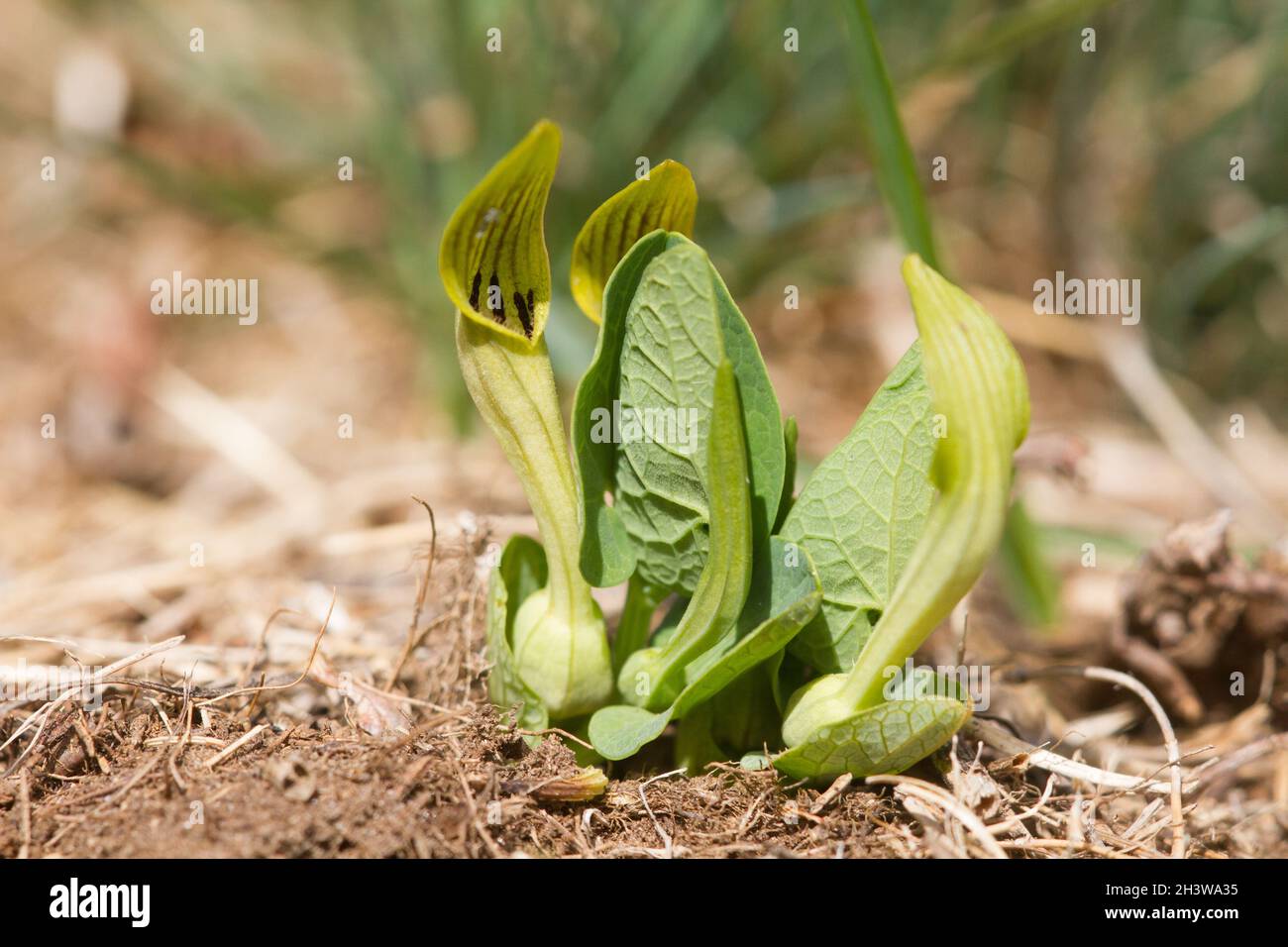 Aristolochia pallida, une espèce méditerranéenne toxique de plante herbacée, plante hôte de Zerynthia polyxena, et papillon européen en danger. Banque D'Images