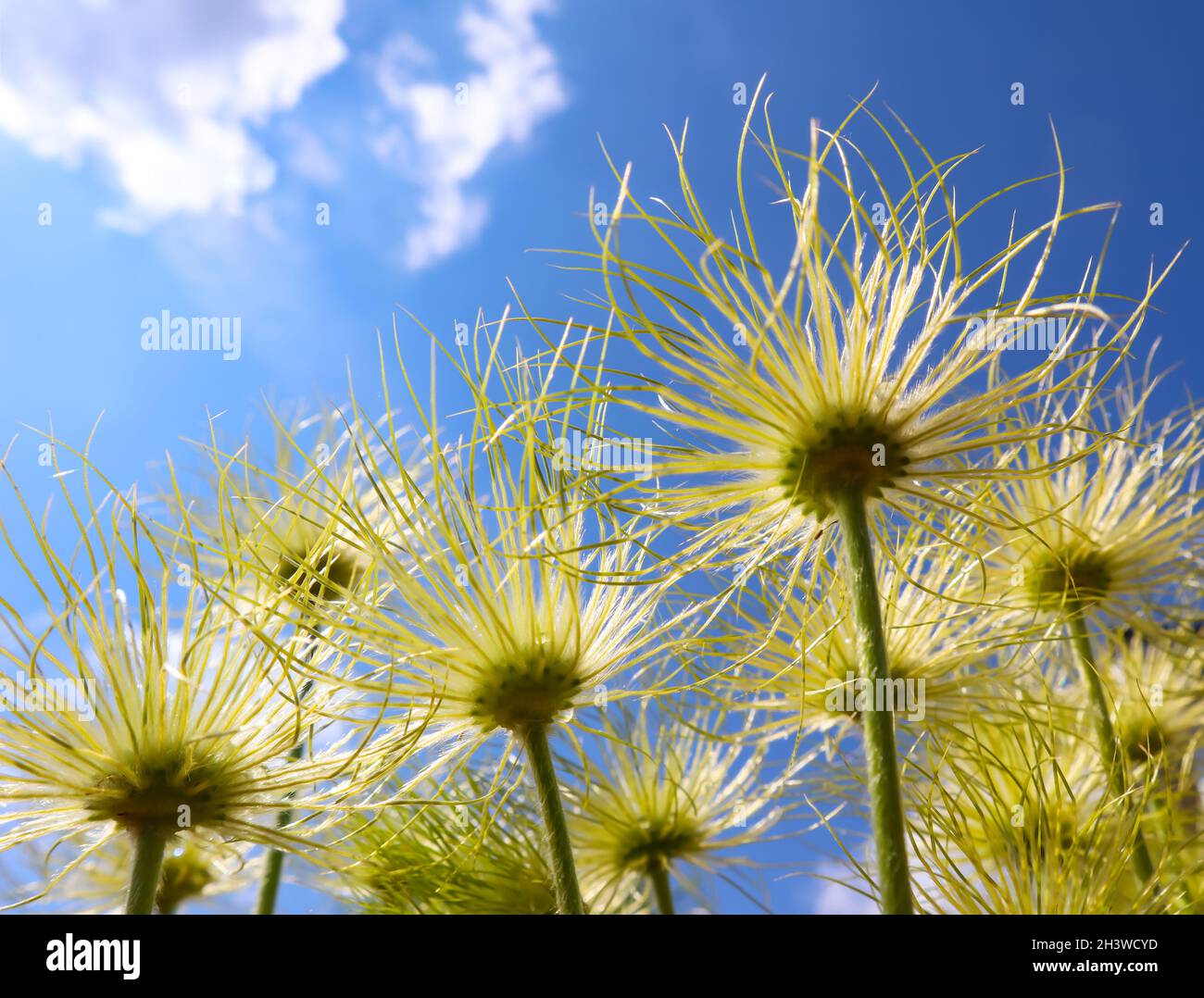 Anémone des Alpes (Pulsatilla alpina apiifolia) fruits sur un fond de ciel bleu avec des nuages Banque D'Images