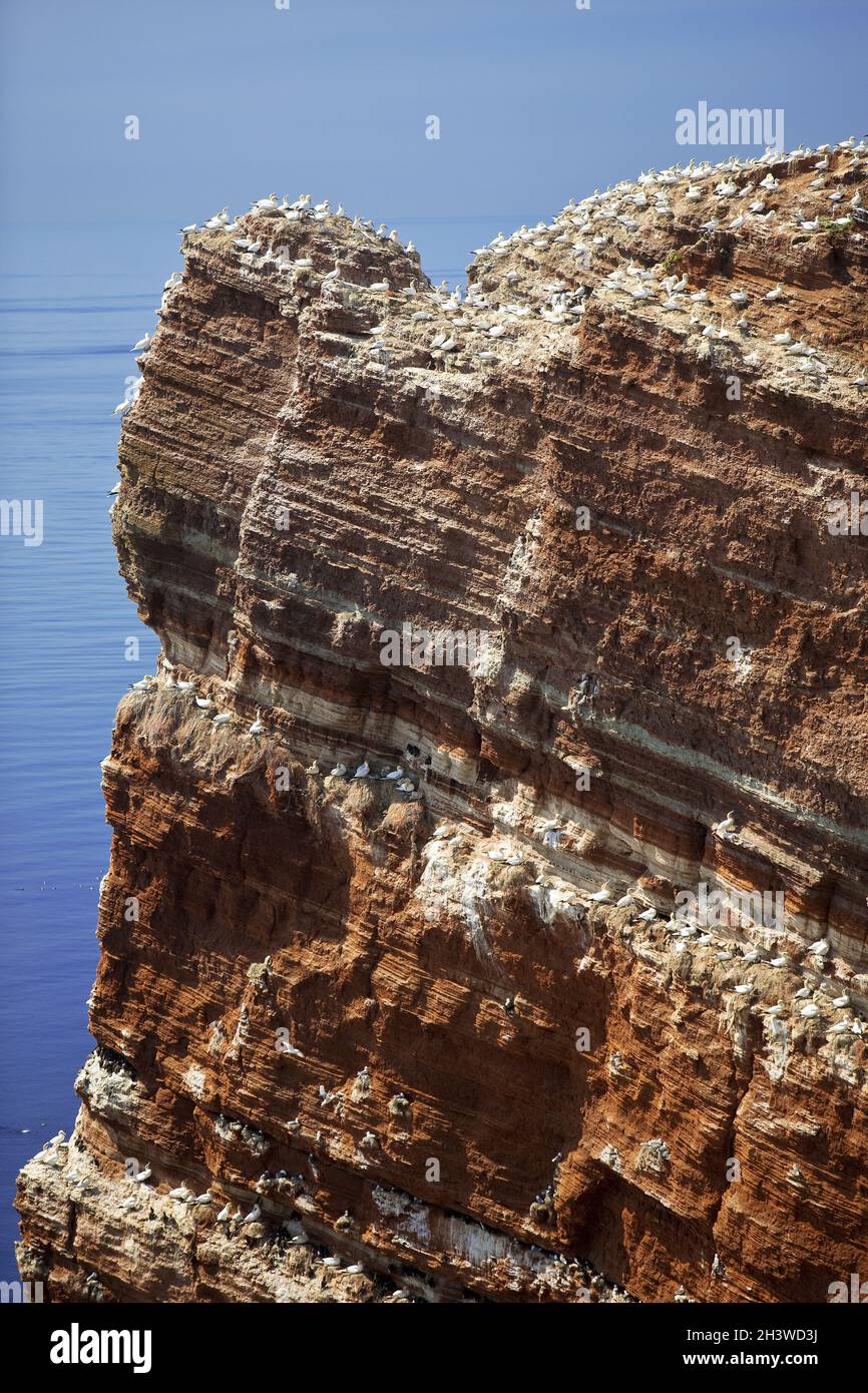 Falaises de grès rouge de la côte ouest avec oiseaux nicheurs et mer du Nord, Helgoland, Allemagne Banque D'Images