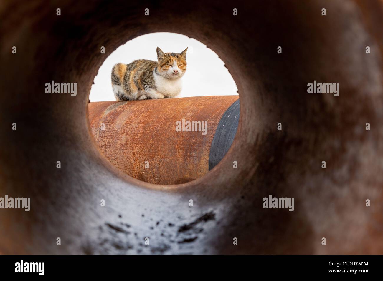 Le chat errant se bronzer sur d'énormes tuyaux d'eau rouillés qui sont inactifs.Le chat de l'agent se repose. Banque D'Images