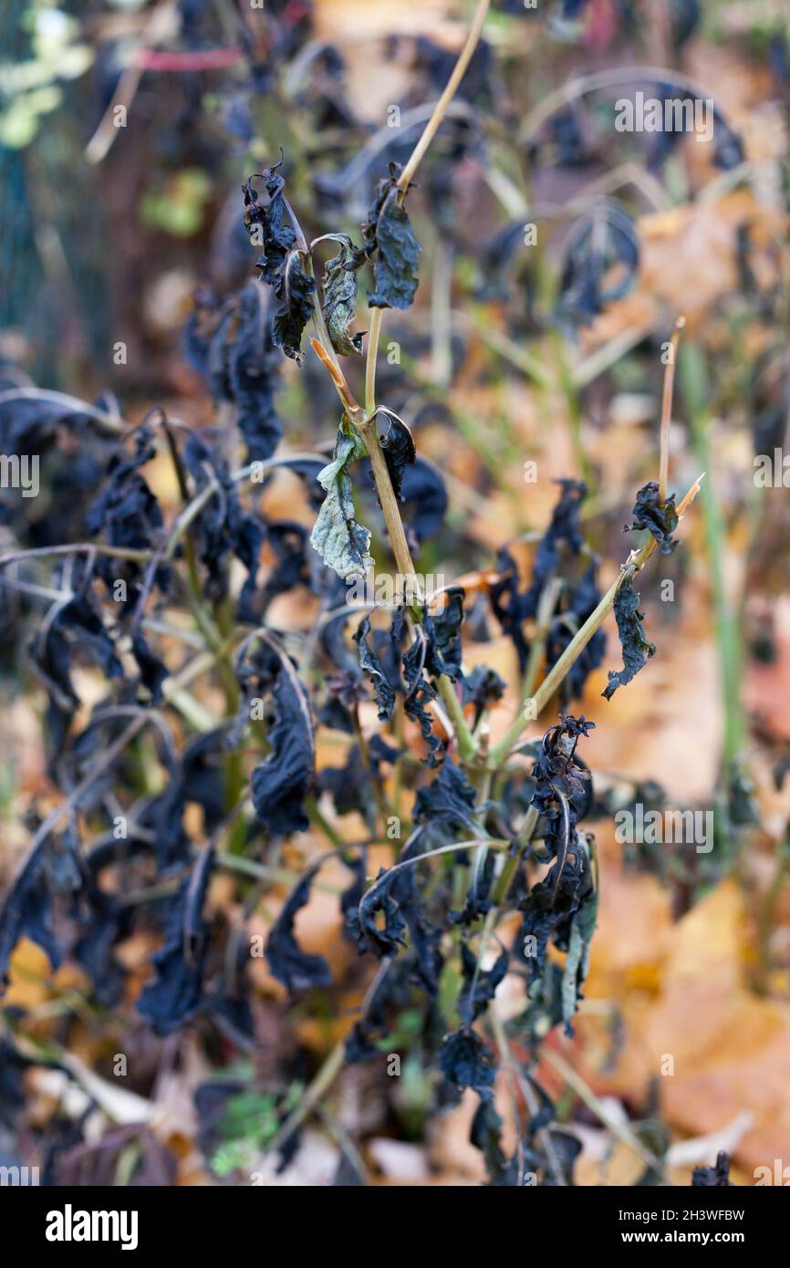 dahlias attaqué par le gel Banque D'Images