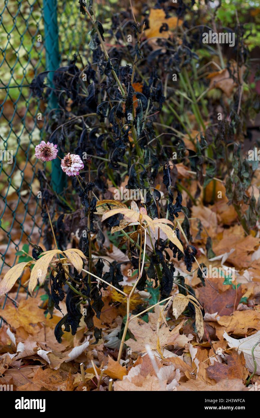 dahlias attaqué par le gel Banque D'Images