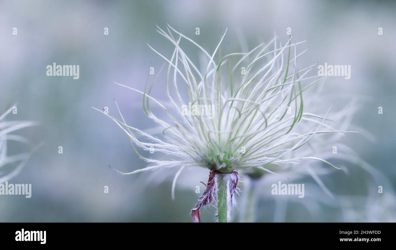Fruits alpins (Pulsatilla alpina apiifolia) dans le jardin Banque D'Images