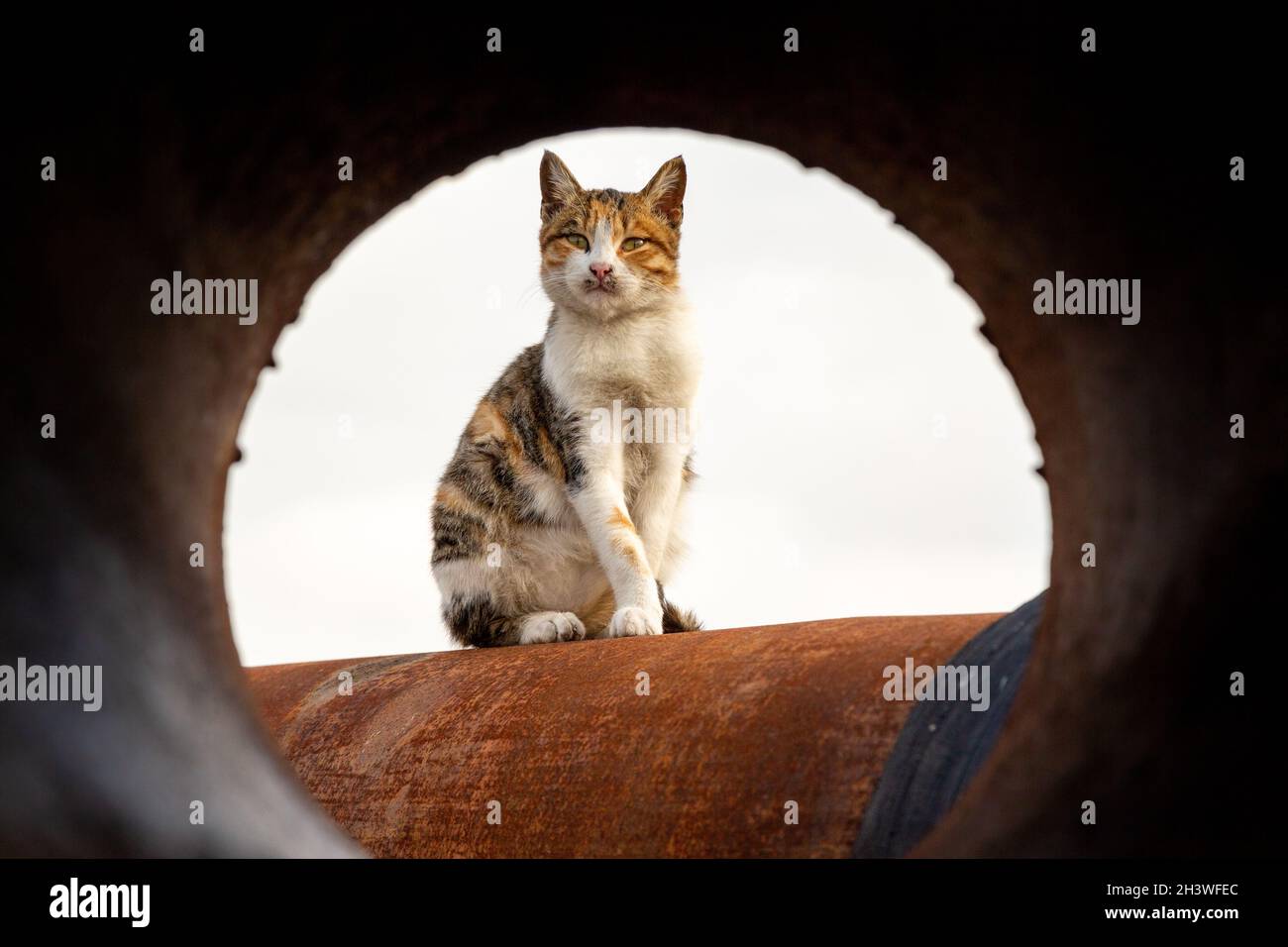 Le chat errant se bronzer sur d'énormes tuyaux d'eau rouillés qui sont inactifs.Le chat d'agent regarde autour. Banque D'Images