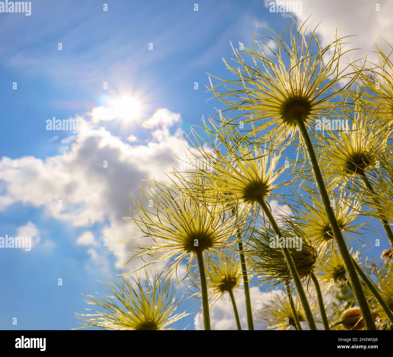 Anémone des Alpes (Pulsatilla alpina apiifolia) fruits sur un fond de ciel bleu avec soleil et nuages Banque D'Images
