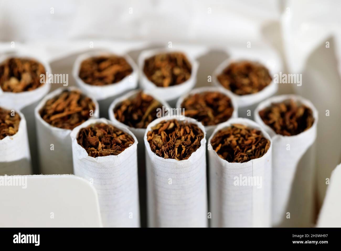 Un paquet de cigarettes est ouvert et il y a plusieurs cigarettes sans  filtre Photo Stock