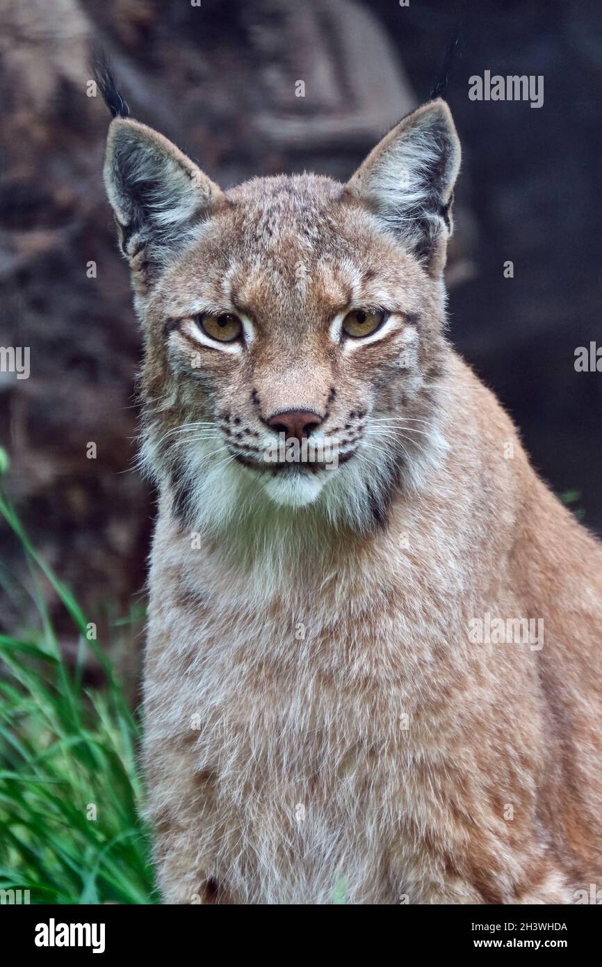 Lynx eurasien ou lynx du Nord (lynx du Lynx). Banque D'Images