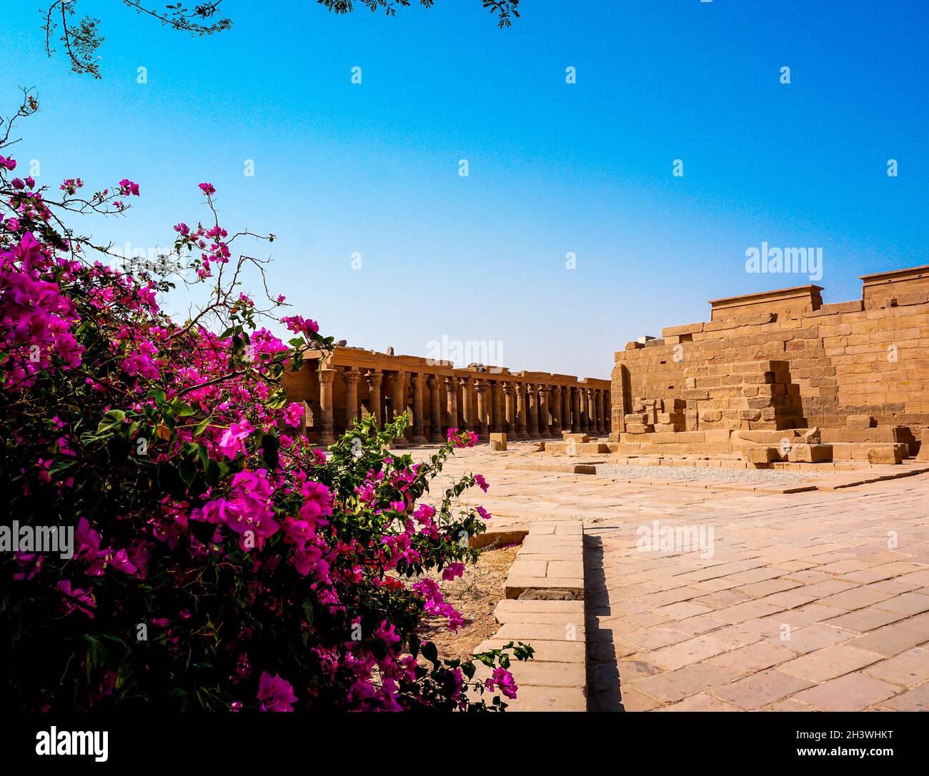 Un Bush avec de nombreuses et petites fleurs roses et le Temple de Philae en arrière-plan, gouvernorat de la mer Rouge, Égypte 2019 Banque D'Images