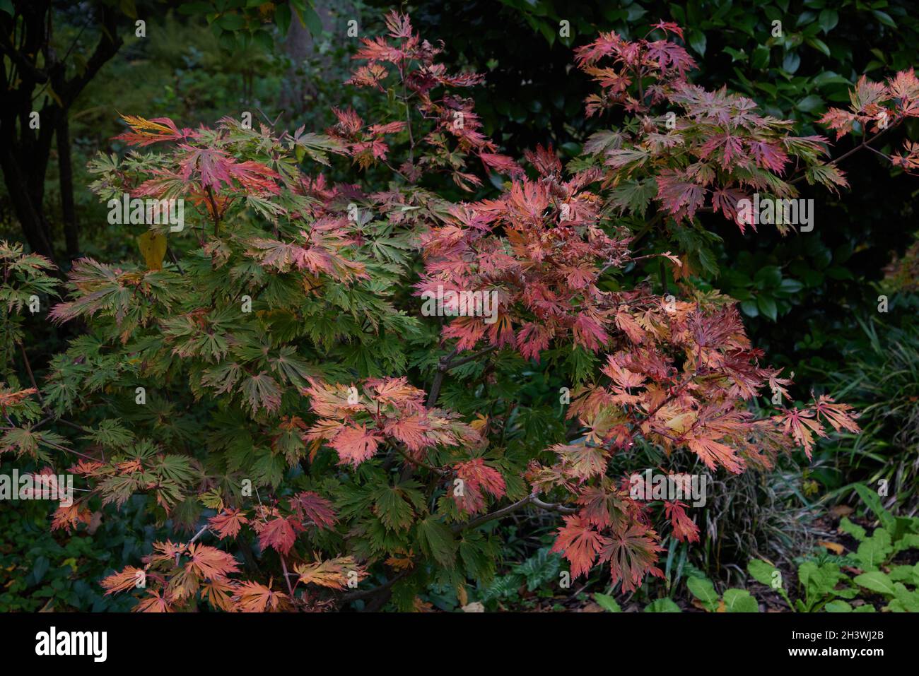 Feuilles d'automne colorées de l'acer japonica Aconitifolium japonais vu en octobre. Banque D'Images