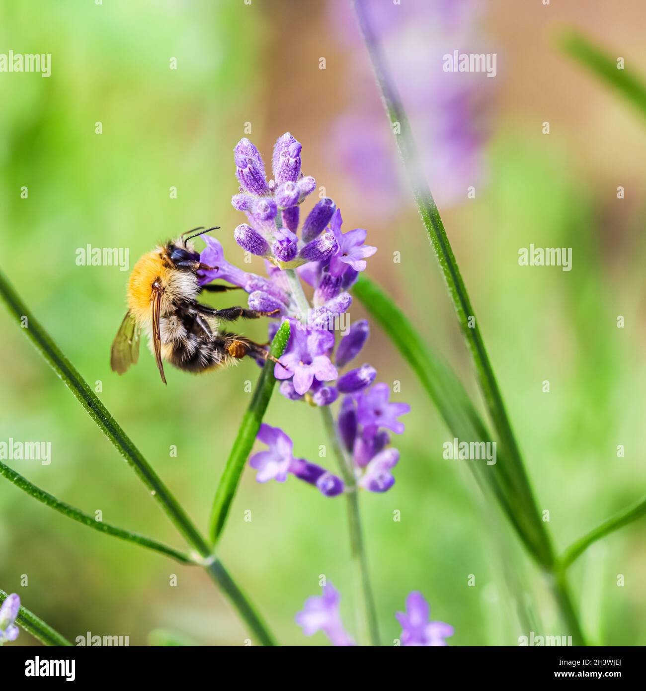 Abeille de travail sur la fleur de lavande dans le jardin d'été Banque D'Images