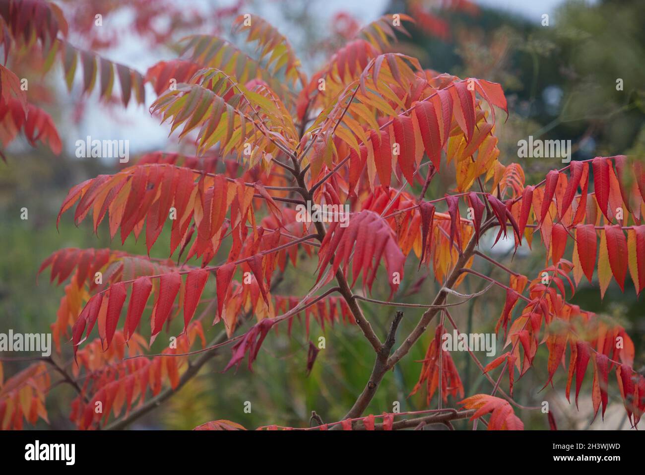 Gros plan de Rhus typhina vu en automne avec de fortes feuilles rouges orange colorées. Banque D'Images