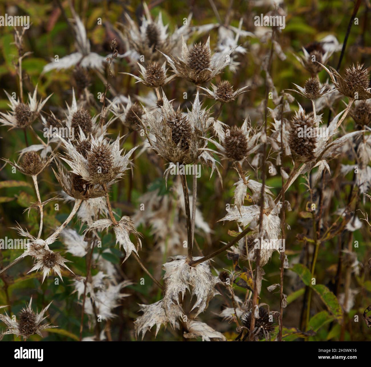 Têtes de fleurs mortes d'Eryngiganteum Silver Ghost vu en automne. Banque D'Images