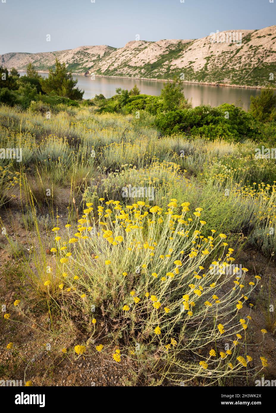 Fleurs jaunes sur les rives du canal de Babantski à Rab, Croatie Banque D'Images