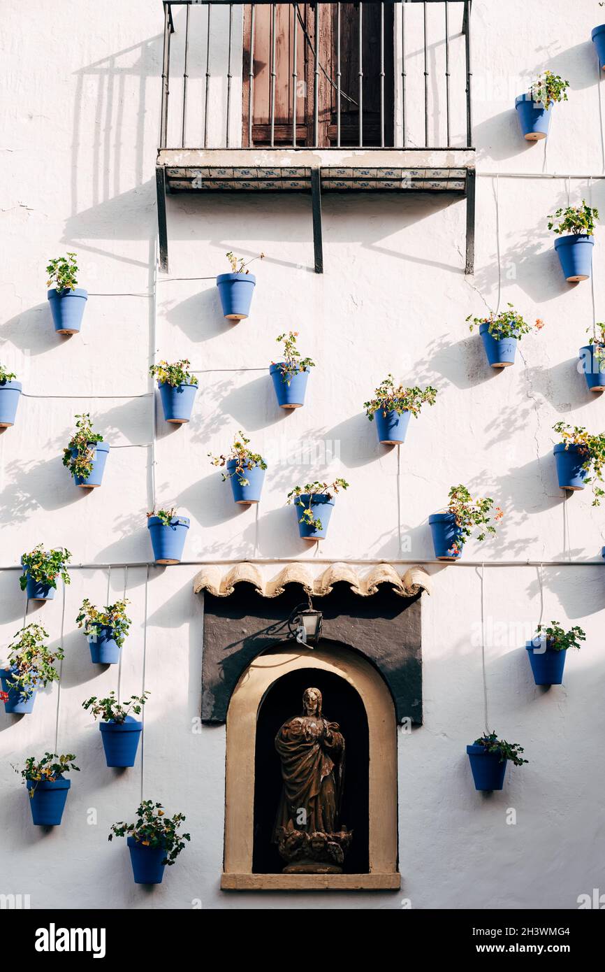 Pots de fleurs bleues sur le mur. Fleurs en pots dans le coucher du soleil Banque D'Images