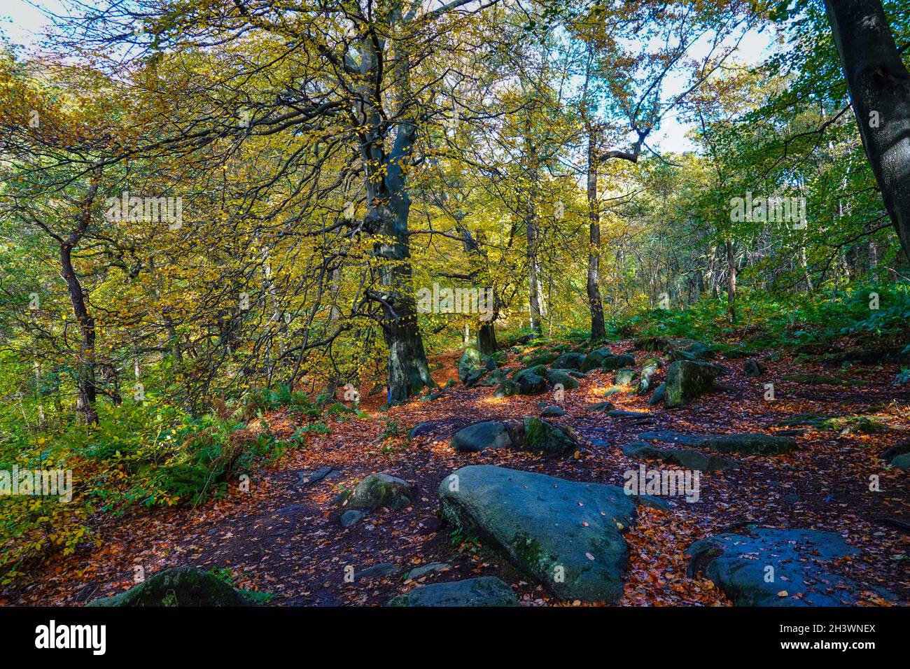 Bois d'automne colorés dans Padley gorge, parc national de Peak District, Derbyshire Banque D'Images