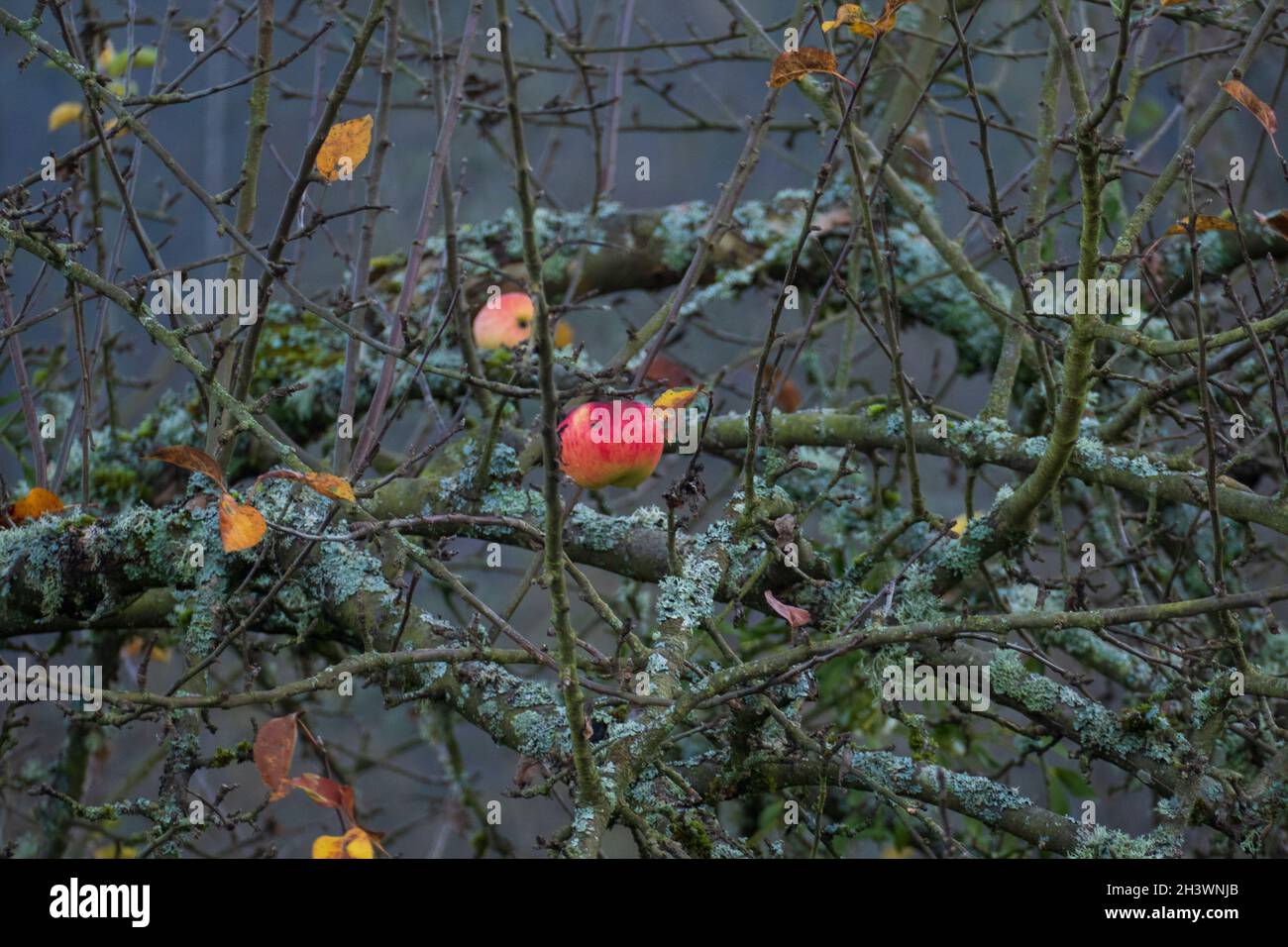 Der letzte Apfel hängt an einem Baum im Winter Banque D'Images