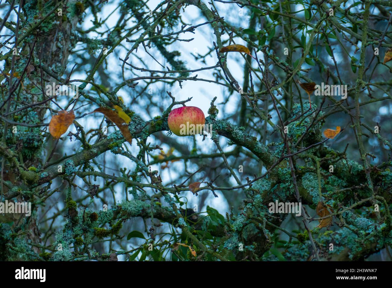 Der letzte Apfel hängt an einem Baum im Winter Banque D'Images