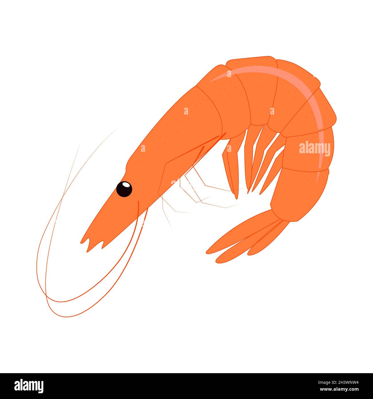 Crevettes fraîches réalistes sur fond blanc - Vector Banque D'Images