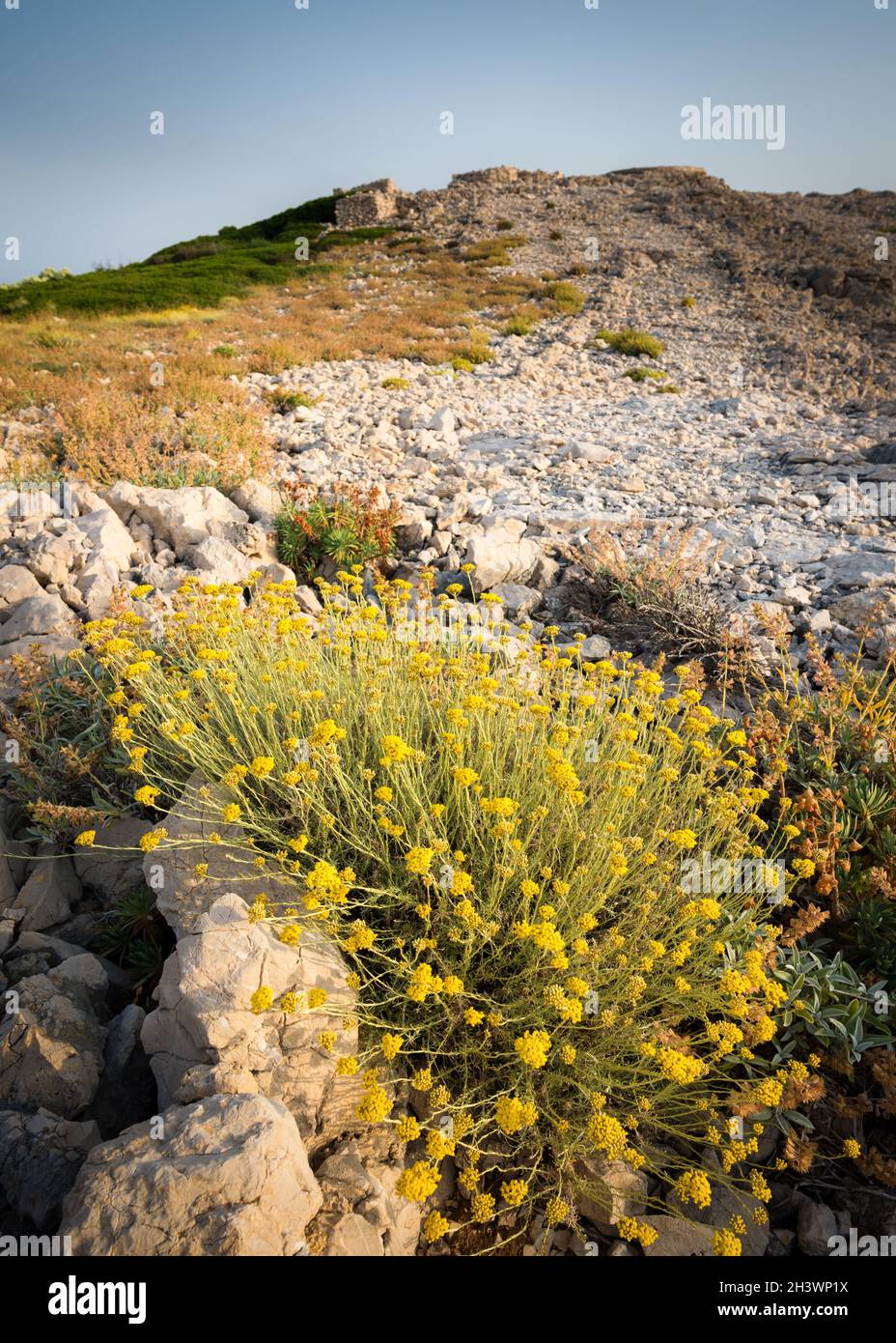 Fleurs jaunes sur l'île de Rab avec crête de montagne Banque D'Images