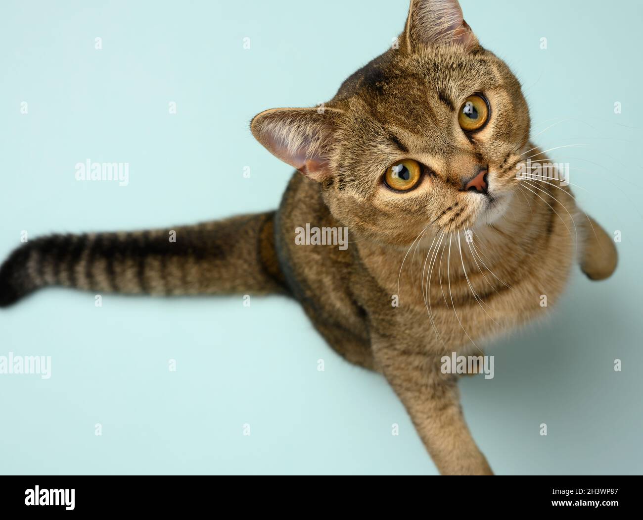 Chat chinchilla droit écossais gris adulte Banque D'Images