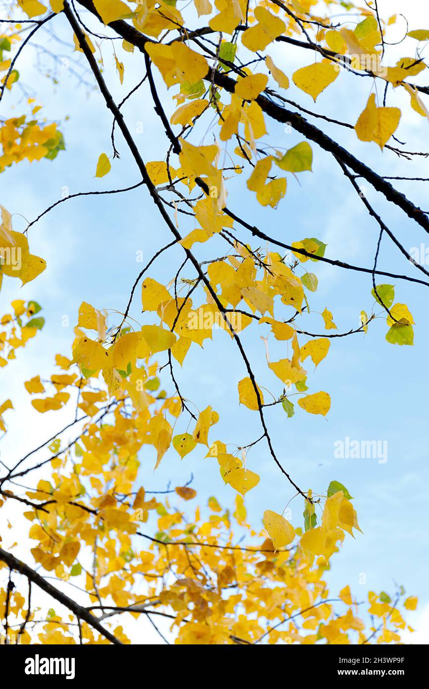 Arrière-plan de la forêt d'automne.Arbre coloré, feuillage orange rouge dans le parc d'automne. Banque D'Images