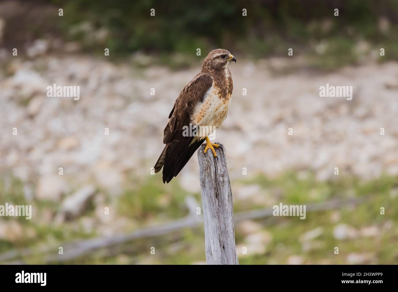 Faucon de Swainson (Buteo swainsoni) sur une branche Banque D'Images