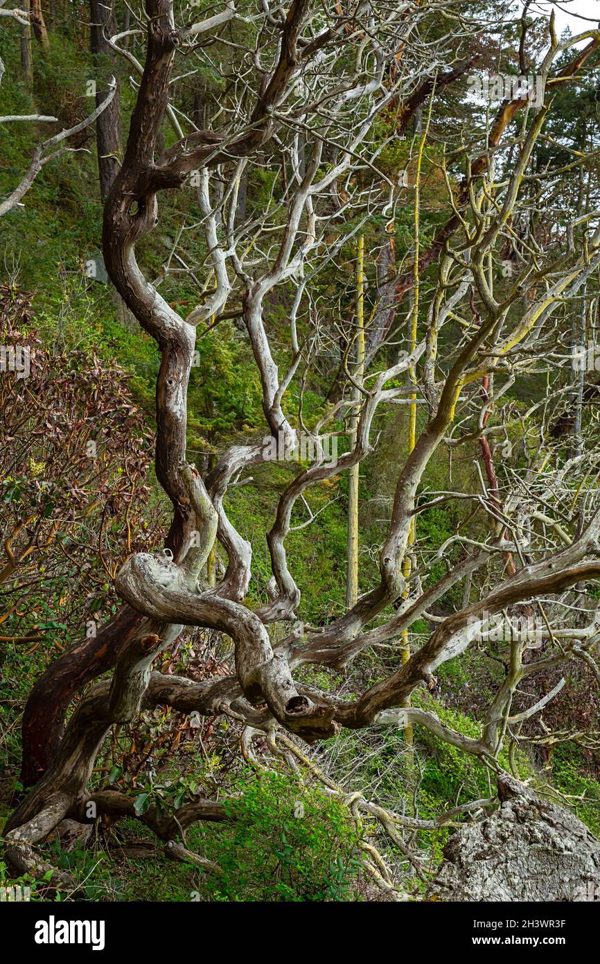 WA19727-00...WASHINGTON - les branches convoluées d'une ancienne Madrone du Pacifique au-dessus du détroit de Rosario dans le parc Sharpe sur l'île Fidalgo. Banque D'Images