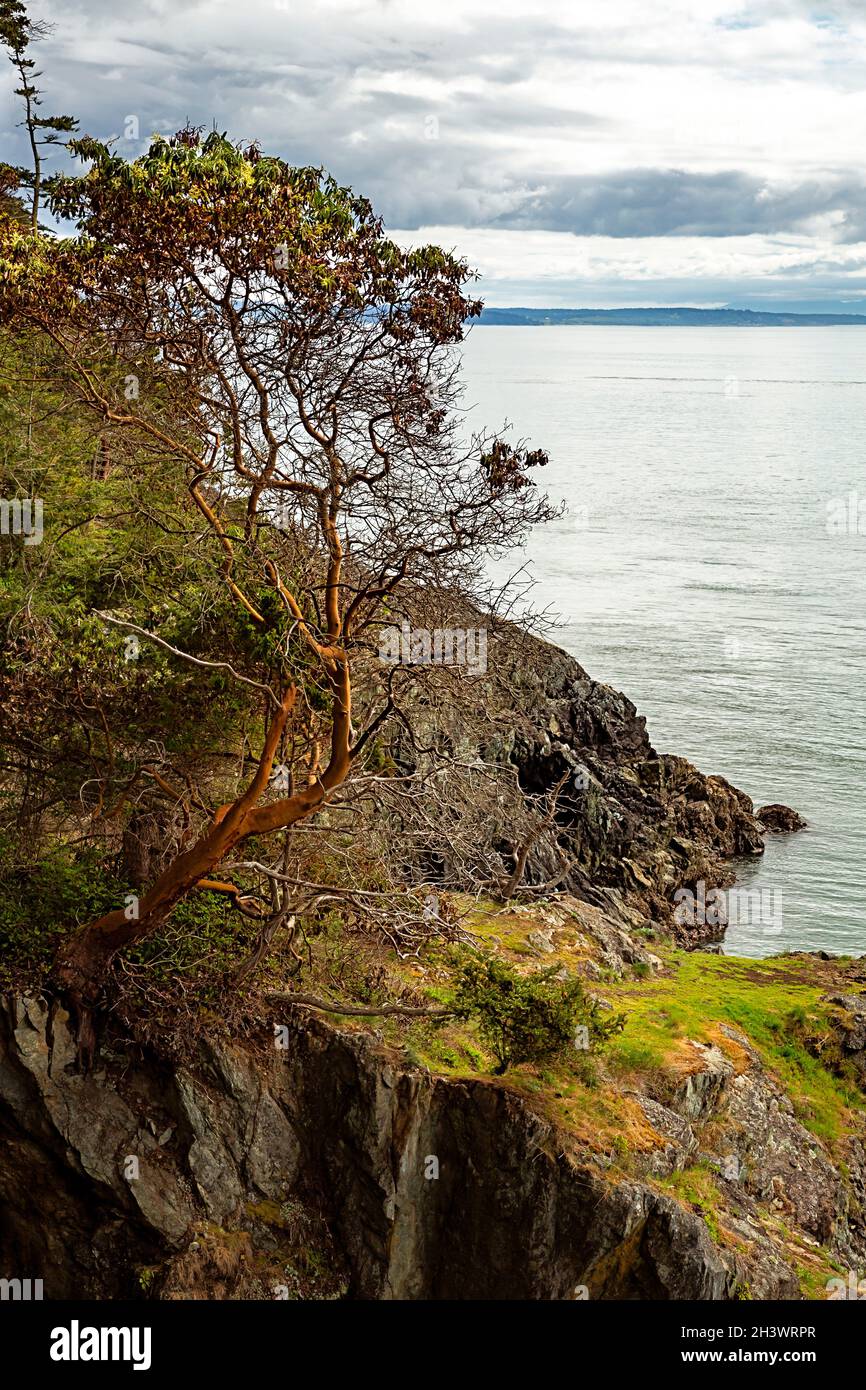 WA19729-00...WASHINGTON - Madrone du Pacifique qui pousse le long de la côte de l'île Fidalgo. Banque D'Images