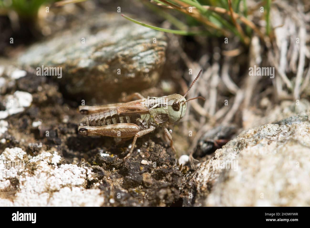Le Grasshopper denté d'Ursula (Stenobothrus ursulae), un homme.Endémisme des Alpes NW-italiennes.Parc naturel du Mont Avic, Aoste, Italie. Banque D'Images