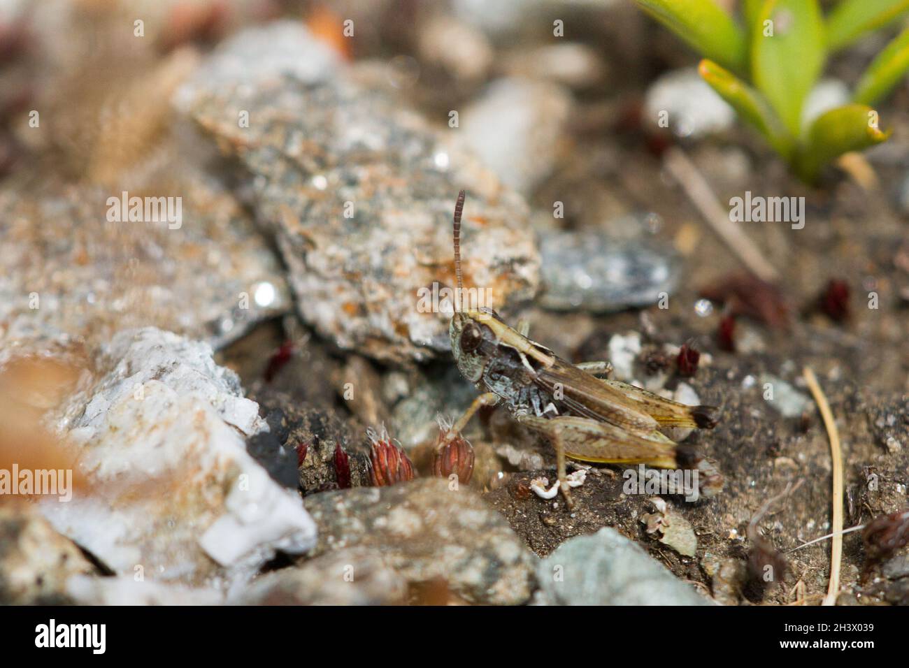 Le Grasshopper denté d'Ursula (Stenobothrus ursulae), un homme.Endémisme des Alpes NW-italiennes.Parc naturel du Mont Avic, Aoste, Italie. Banque D'Images