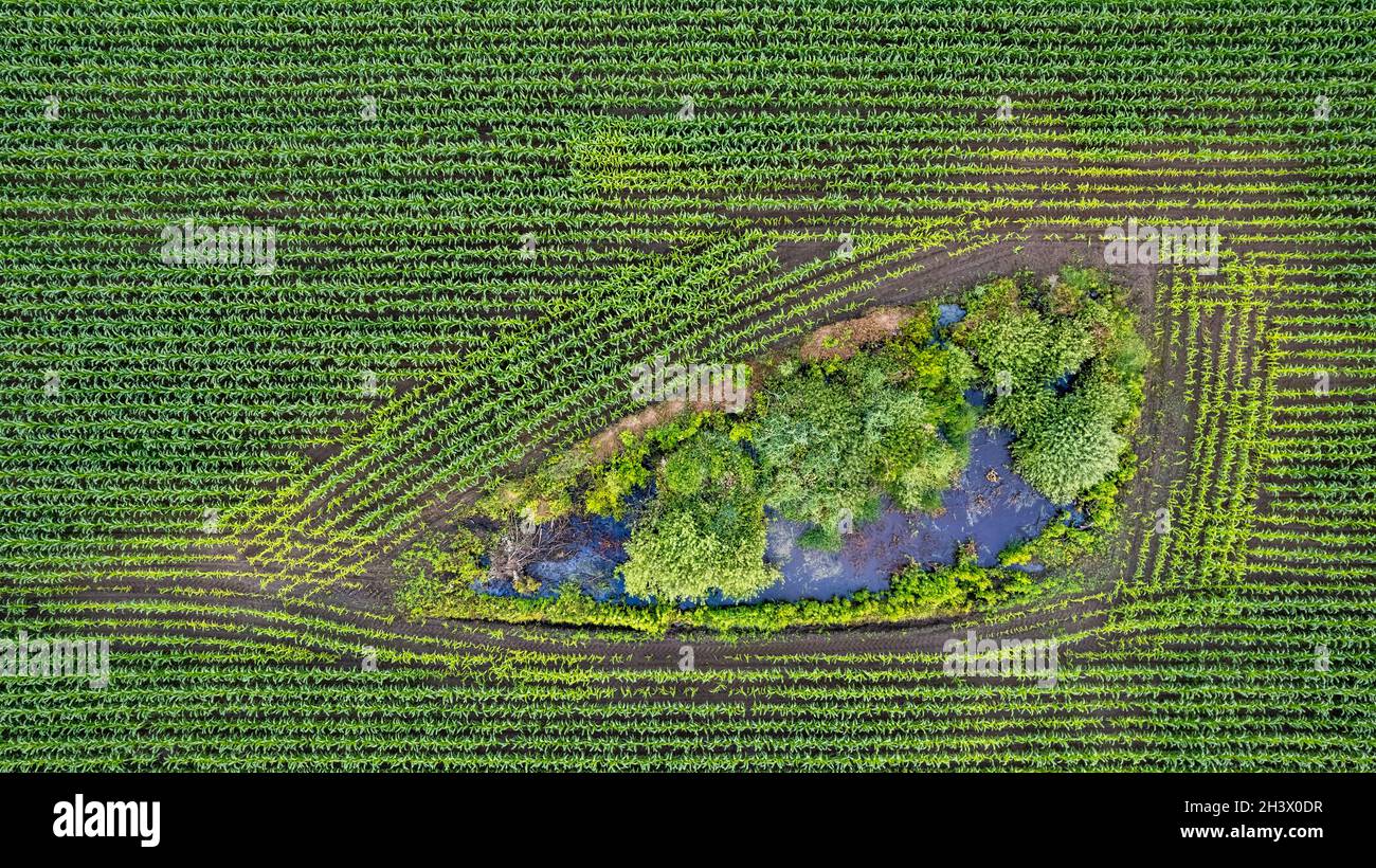 Vue aérienne des champs géométriques de maïs, montrant un pré vert et des champs labourés, capturés avec un drone Banque D'Images