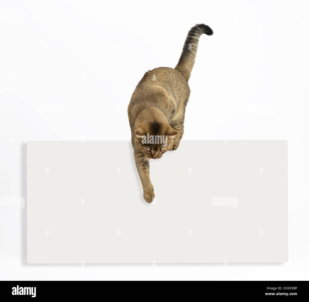 Un chat gris écossais d'adulte droit chinchilla sur un blanc blanc blanc ad points avec son patte vers le bas Banque D'Images