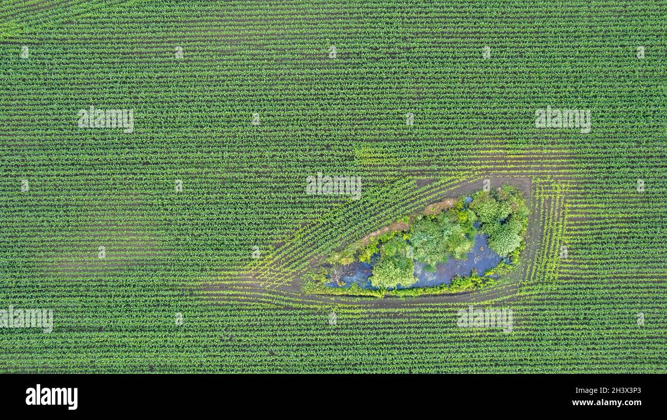 Vue aérienne des champs géométriques de maïs, montrant un pré vert et des champs labourés, capturés avec un drone Banque D'Images