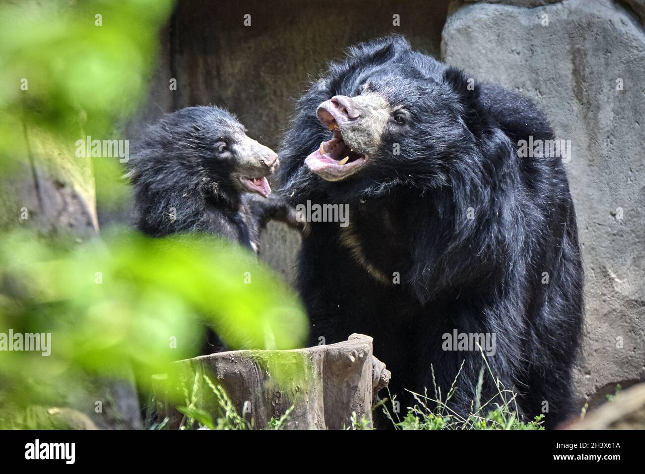 Ours de l'Inde (Melursus ursinus) avec progéniture. Banque D'Images