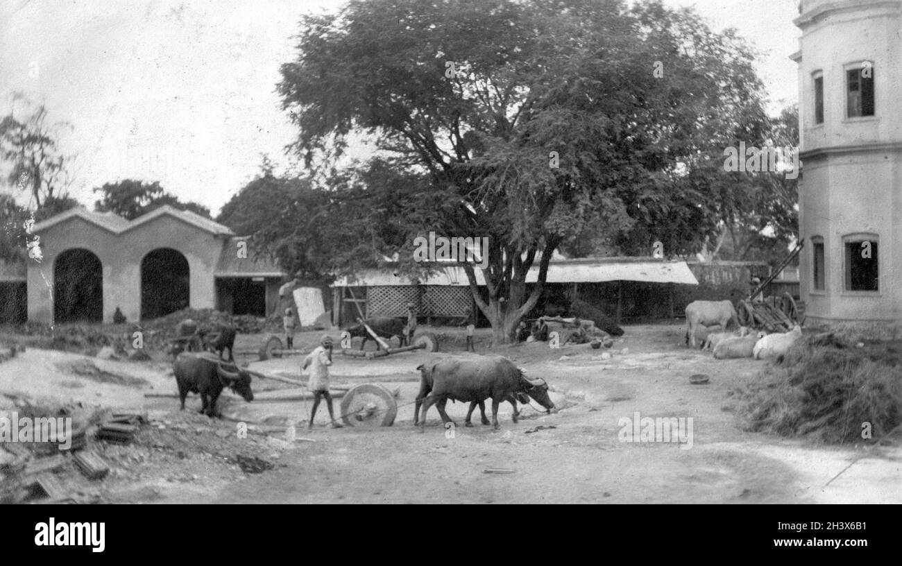 Mélange de mortier et d'oxen à Secunderabad, Inde, 1909. Banque D'Images