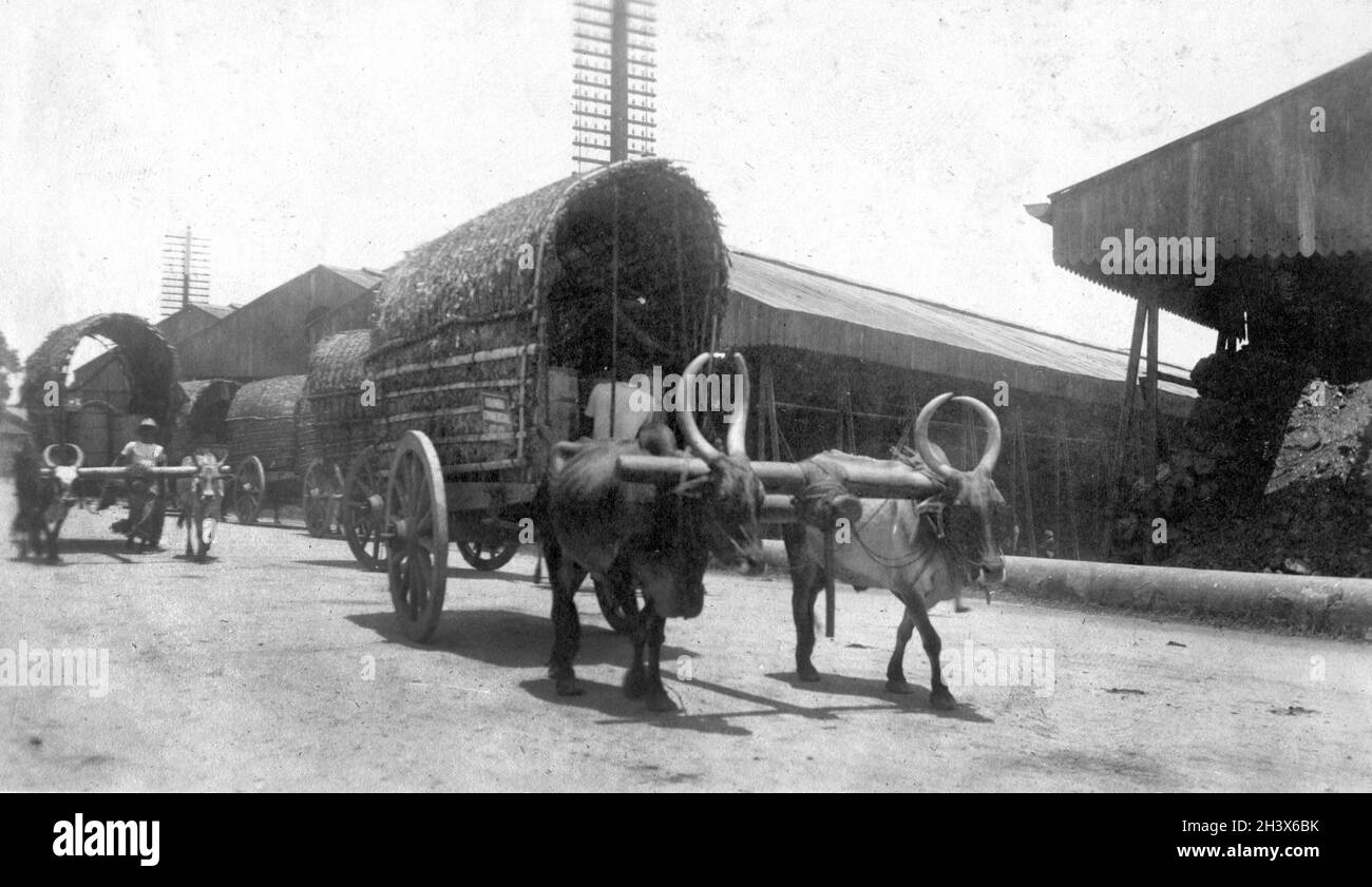 Un wagon-bœufs transportant du fret à Calcutta, Inde, 1909. Banque D'Images