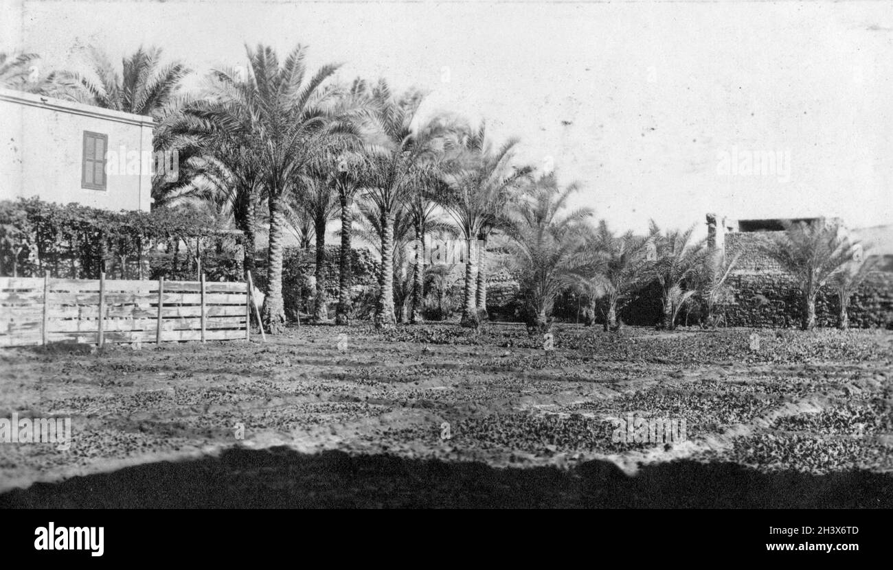 Jardin et palmiers au Caire, Égypte, 1909 Banque D'Images