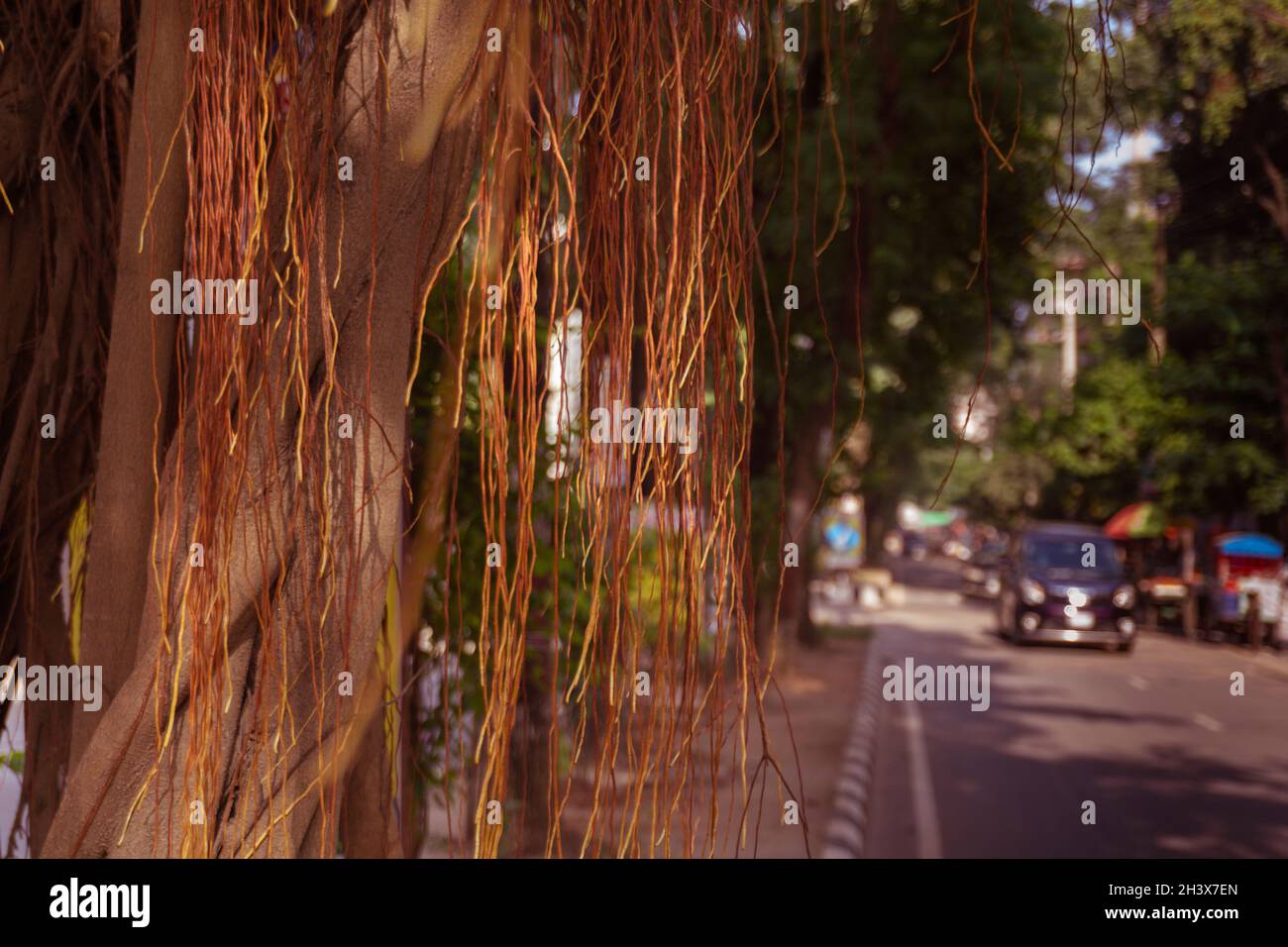 Les racines du banyan Tree sont suspendues sur le côté de la route de la ville. Banque D'Images