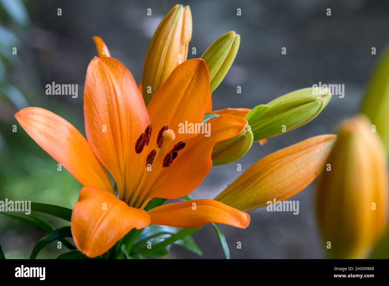 Gros plan de lilas tigrées d'orange fleurissant dans un jardin du pays de Galles Banque D'Images