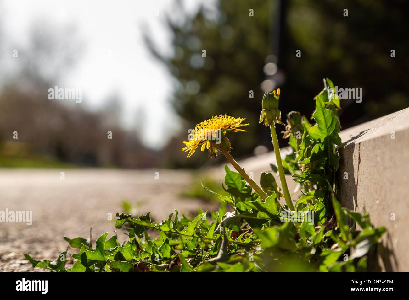 Photo d'arrière-plan d'une fleur sauvage qui pousse sur le côté de la route, à côté du trottoir.Il y a du bokeh au-delà de la profondeur de champ libre limitée. Banque D'Images