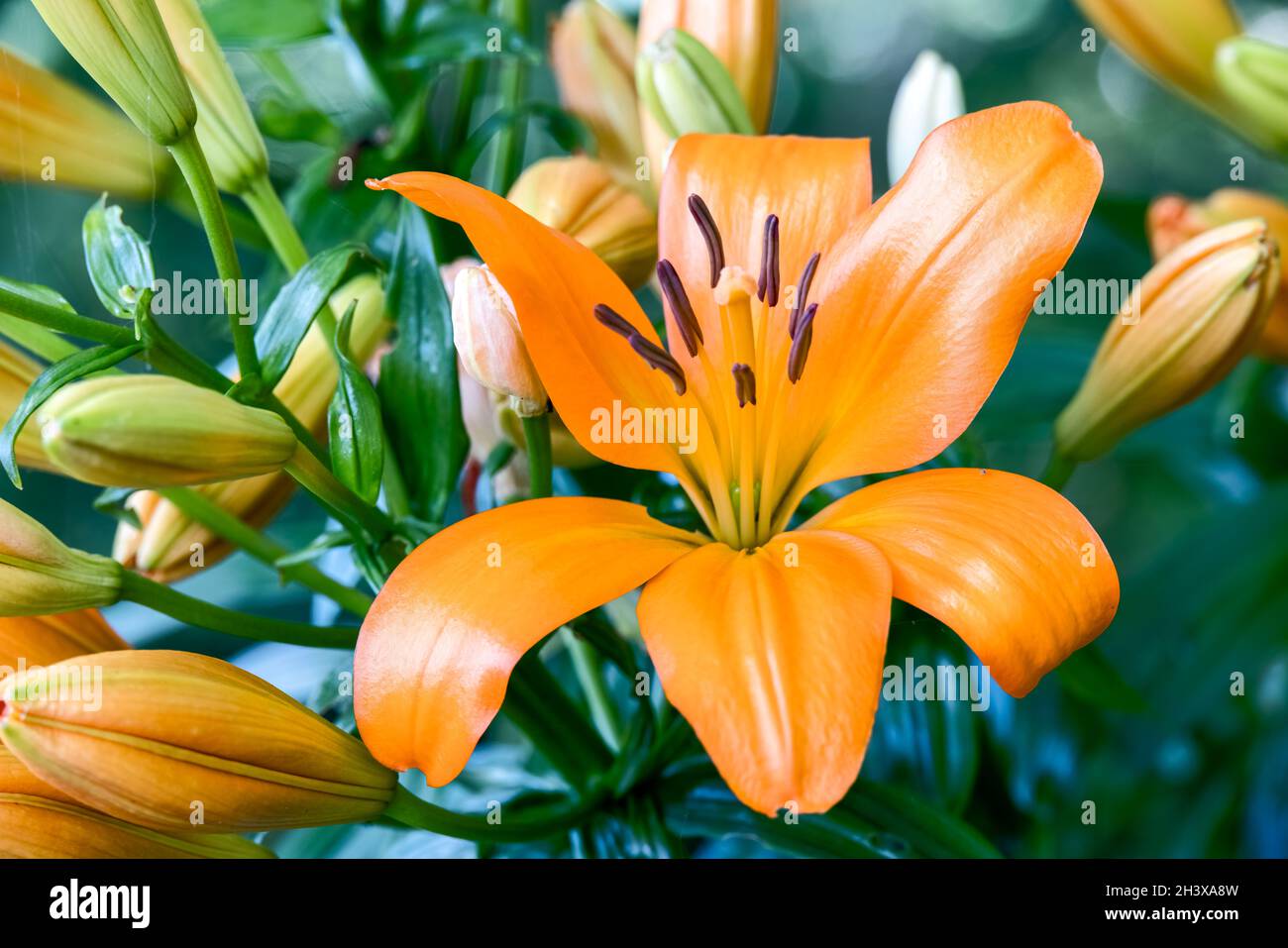 Gros plan de lilas tigrées d'orange fleurissant dans un jardin du pays de Galles Banque D'Images