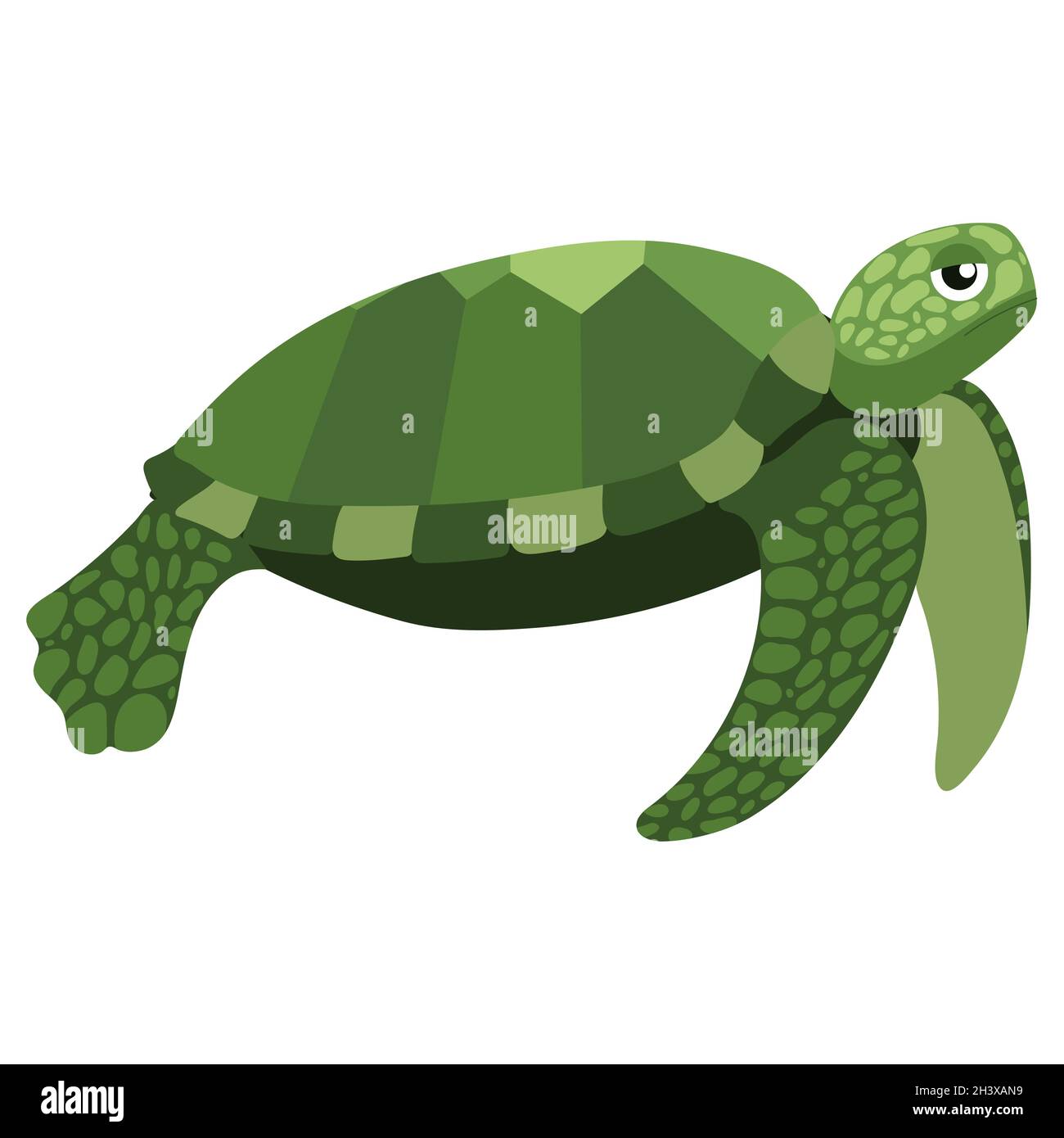 Turtle Drawing Banque D Image Et Photos Alamy