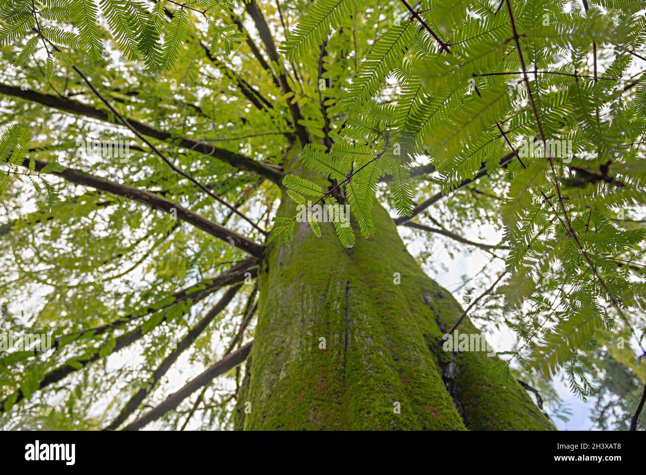 Sequoia sempervirens feuilles et écorce recouvertes de mousse, gros plan, vue de dessous Banque D'Images