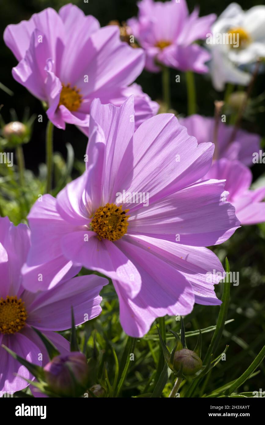 COSMOS fleurit en pleine floraison à Eastbourne Banque D'Images