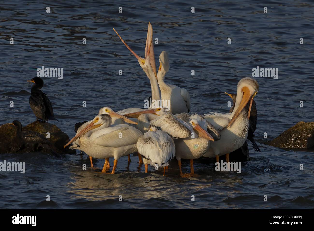 Les pélicans blancs américains (Pelecanus erythrorhynchos) sur la rivière Banque D'Images